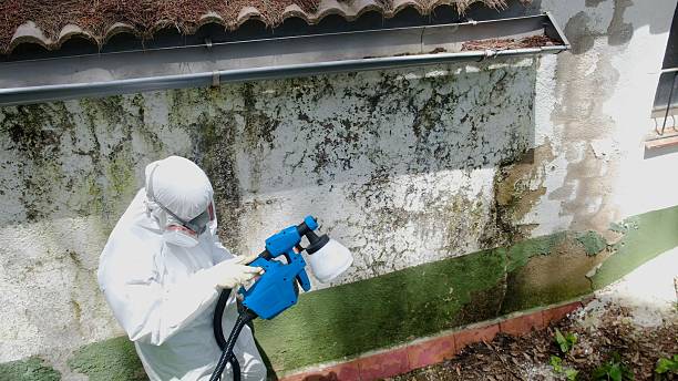 Top rated local Mold Remediation specialists in Mount Pleasant Mills, PA